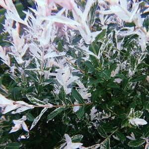 Meet your Posher, Mckenzie